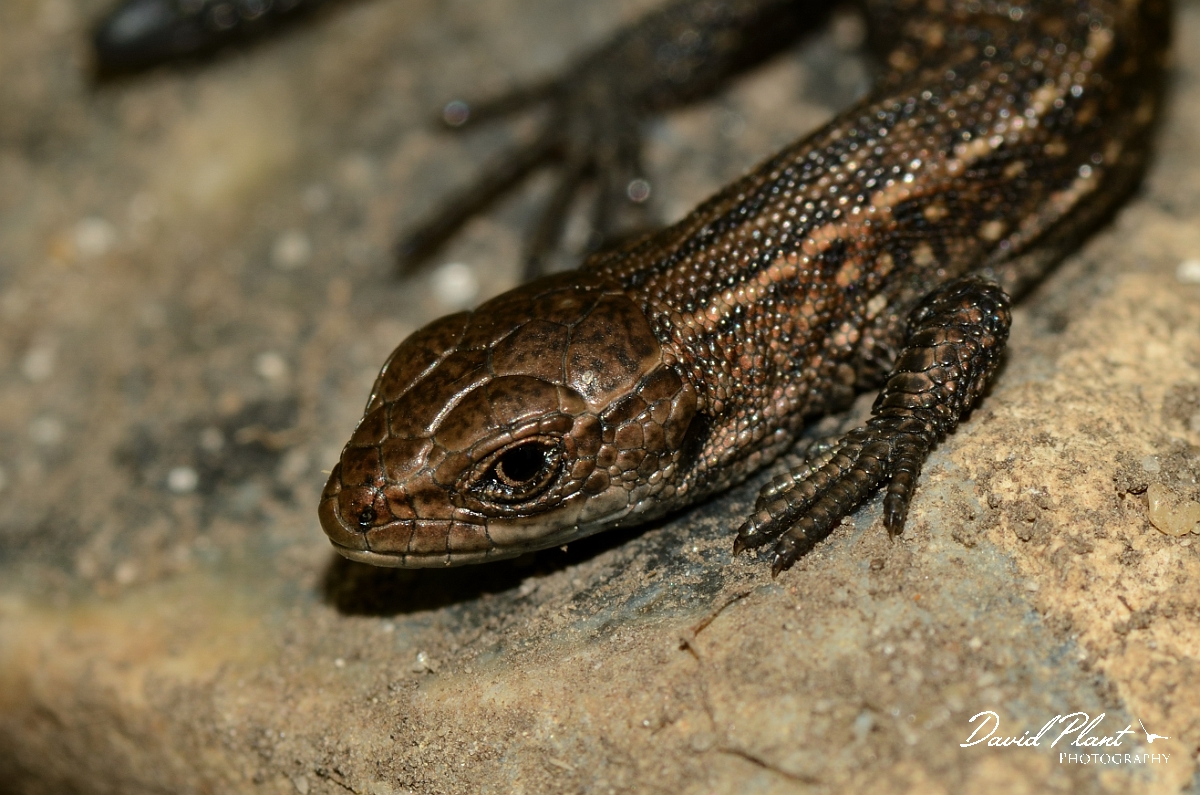 David Plant Photography - Wildlife Photography - Common lizard - D.jpg - Common lizard, juvenile head - Suffolk